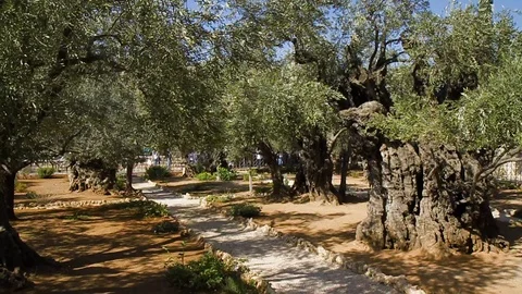 Olive trees in the Garden of Gethsemane in Jerusalem Stock Footage 103054513
