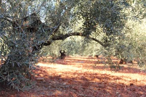 Olive trees in garden Stock Photos