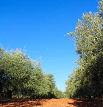 Olive trees in garden Stock Photos