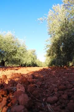 Olive trees in garden Foto stock