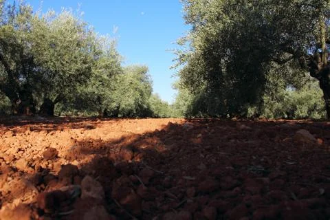 Olive trees in garden Stock Photos