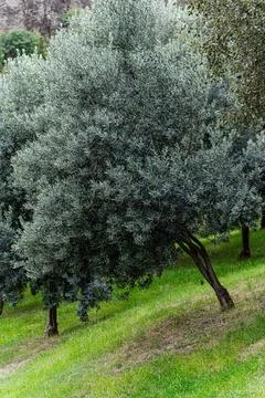 Olive trees in the garden 스톡 사진