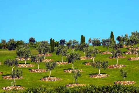 Olive trees on grass hill Foto stock