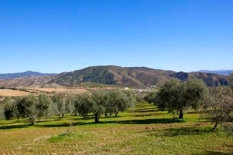 Olive trees on grass Stock Photos