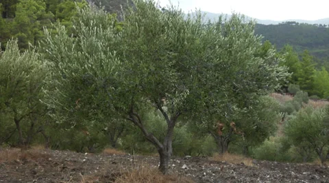 Olive trees in Greece Stock Footage 32260461