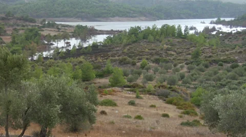 Olive trees in Greece Stock Footage 32260692