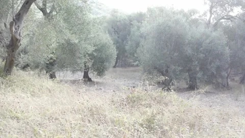 Olive Trees Greece Stock Footage 146912264