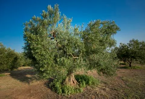 Olive trees in Greece Stock Photos