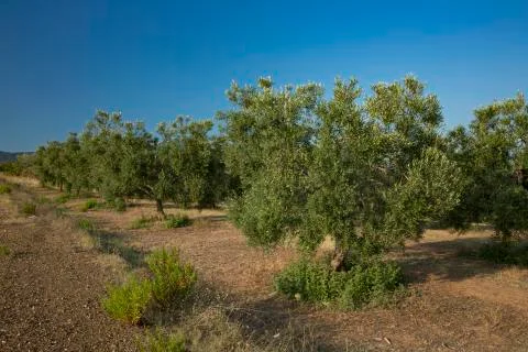 Olive trees in Greece Stock Photos