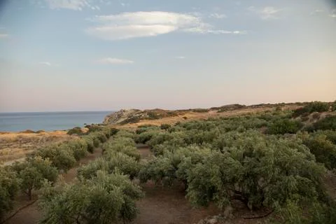 Olive trees in Greece Stock Photos