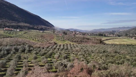 Olive trees grove at the foot of mountain hills, agricultural fields for 動画素材 345224018