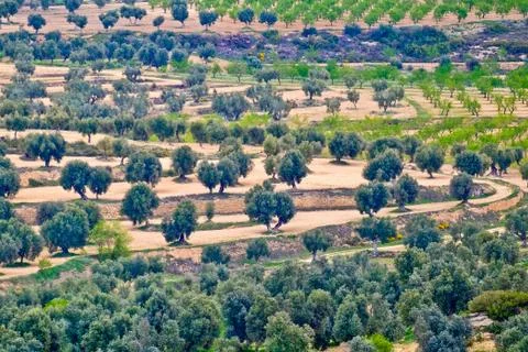 Olive trees in grove Stock Photos