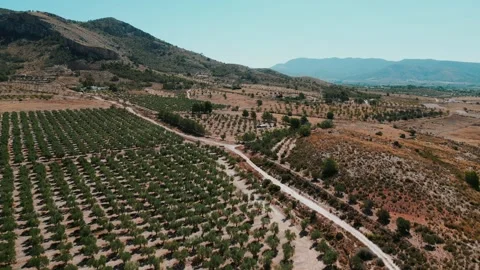 Olive trees growing in the desert with mountains around 動画素材 314674162