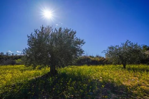 Olive trees growing in spring field beaming sun Stock Photos