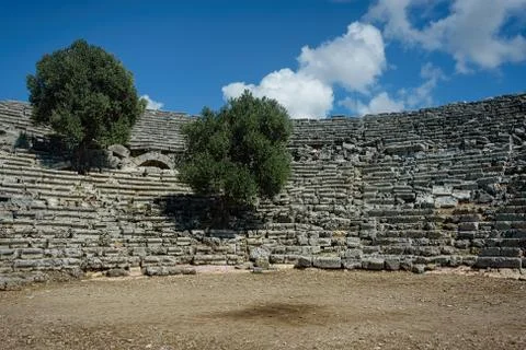 Olive trees grown from between the seats of an antique amphithea Foto stock