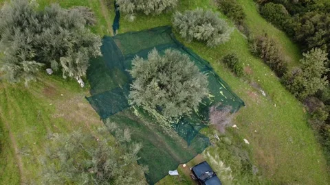 Olive trees with harvest nets and workers using vibrator shaking tools Stock Footage 343993785