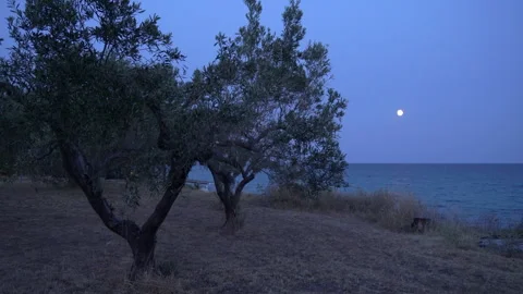 Olive trees on a hill Vidéo 253221908