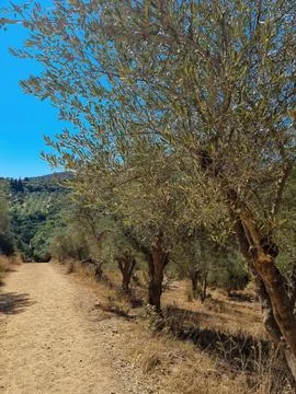 Olive trees hill. Olive trees in Greece Stock Photos