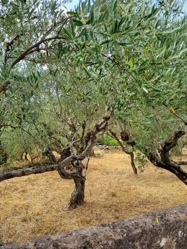 Olive trees hill. Olive trees in Greece Stock Photos