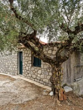 Olive trees hill. Olive trees in Greece Foto stock