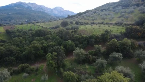 Olive Trees on Hillside Beneath Cloudy Sky Near Mountain Landscape Stock Footage 343997019