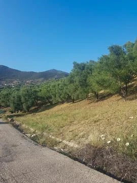 Olive Trees on a Hillside Stock Photos