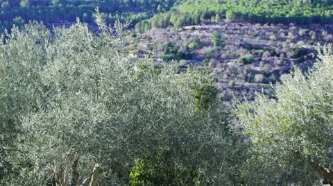 Holy Land Olive Trees Stock Footage ~ Royalty Free Stock Videos | Pond5