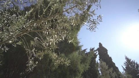Olive Trees in the Holy Land Stock Footage 244474661