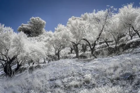 Olive Trees in Infrared Stock Photos