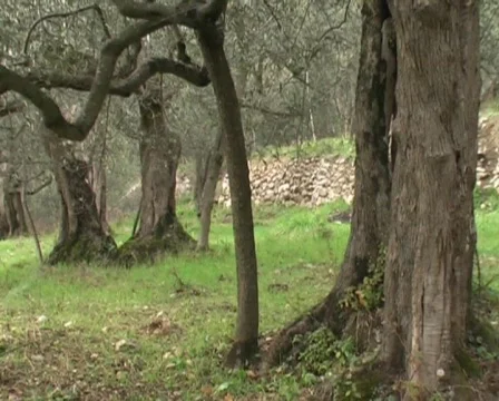 Olive trees in italy Видео 63103