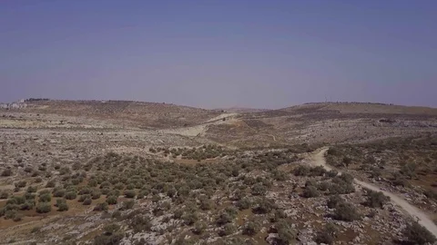 Olive trees at judea and samaria Video stock 80381122