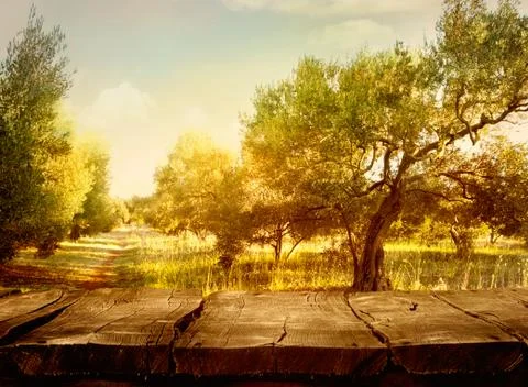 Olive trees landscape Stock Photos