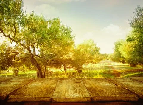 Olive trees landscape Stock Photos