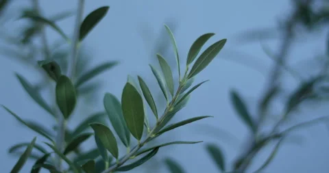 Olive Trees Leaves Close Up 스톡 동영상 232788591