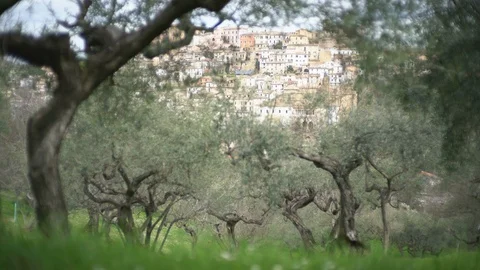 Olive trees with Loreto Aprutino in the background, Italy, Europe. Stock Footage 111400500