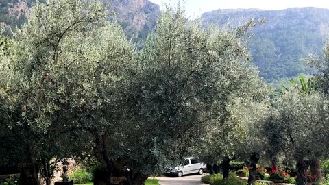 Olive trees in a lovely backyard up in the mountains of Mallorca this summer Stock Footage 122170712