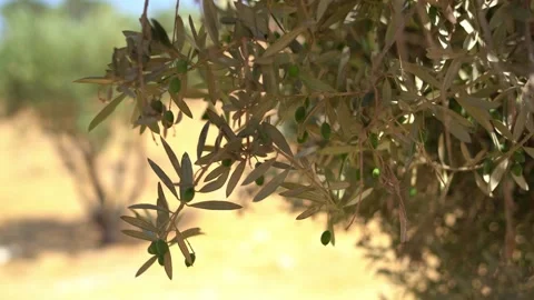 Olive Trees On The Mount Of Olives Stock Footage 248706143