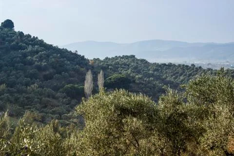 Olive trees on the mountain Stock Photos