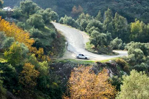 Olive trees on the mountain Stock Photos