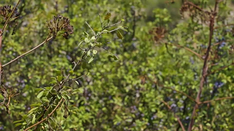 Olive trees move in the wind, filmed in slow motion. Version 3 Stock Footage 288613324
