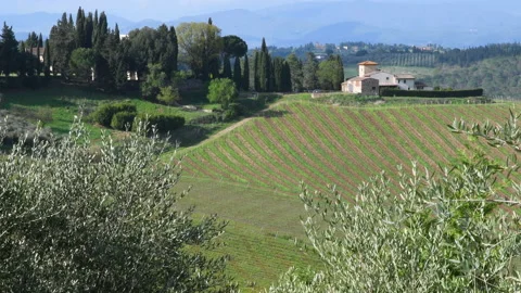 Olive trees move in the wind. Tuscan landscape in Italy. Stock Footage 186201623