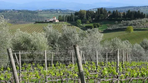 The olive trees move in the wind in a typical Tuscan landscape Stock Footage 232422672