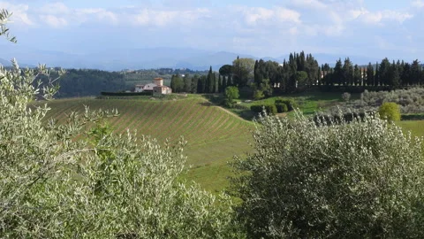 Olive trees move in the wind with a typical Tuscan landscape Stock Footage 248755674