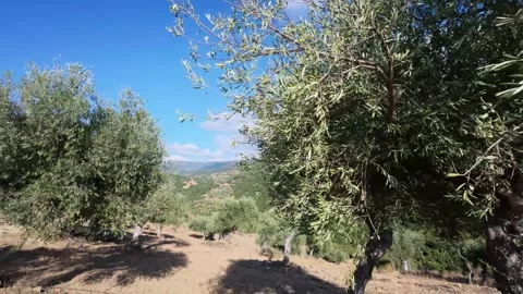 Olive Trees Moving With Summer Wind in Rural Greece Stock Footage 321533423