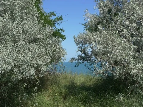 Olive trees moving in the winds of the sea Stock Footage 80267870
