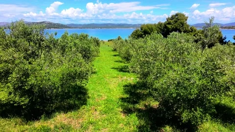 Olive trees near seaside Stock Footage 311484335