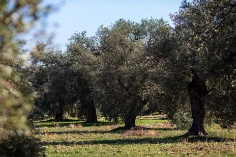 Olive trees . Old obsolete olive trees. Big branches. Olive plantation Stock Photos