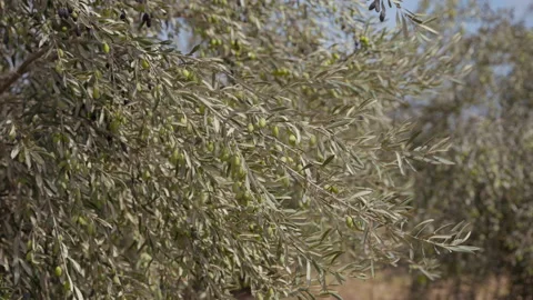 Olive trees in olive grove 4K 60 FPS Stock Footage 219609434