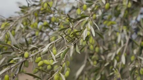 Olive trees in olive grove 4K 60 FPS Stock Footage 219609478