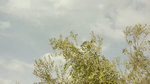 Olive trees in olive grove 4K 60 FPS Stock Footage 219609490